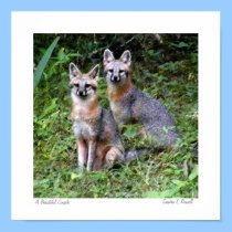 Gray Fox original photo by S.L Russell posters