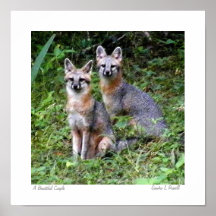 Gray Fox original photo by S.L Russell Print