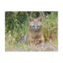 Gray Fox Postcard