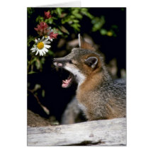 Gray Fox-young kit Card
