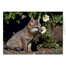 Gray Fox-young kit Greeting Cards