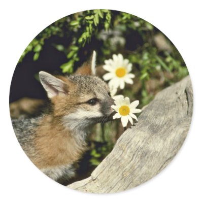 flower fox