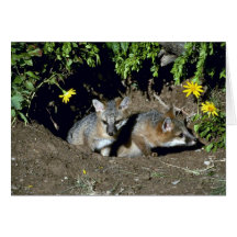 Gray Foxes-young kits at den Greeting Cards
