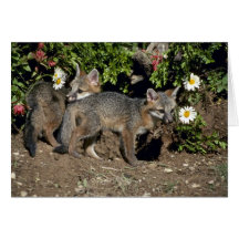 Gray Foxes-young kits at den Greeting Cards