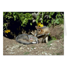 Gray Foxes-young kits at den mouth Card