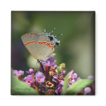 Gray Hairstreak Butterfly 2 Magnet