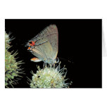 Gray Hairstreak Butterfly Card