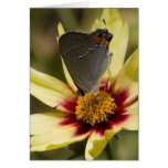Gray Hairstreak Butterfly Cards