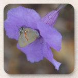 Gray Hairstreak Butterfly Cork Coaster