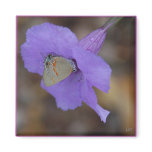 Gray Hairstreak Butterfly Magnet