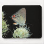 Gray Hairstreak Butterfly Mouse Pads