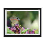 Gray Hairstreak Butterfly Photo Postcard