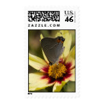Gray Hairstreak Butterfly Postage Stamps