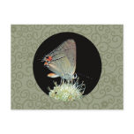 Gray Hairstreak Butterfly Postcards