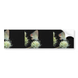 Gray hairstreak on Rattlesnake-master Bumper Sticker