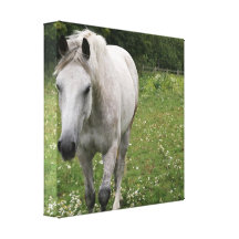 Gray Horse  Canvas Print