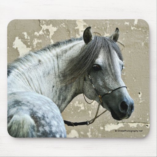 Gray Horse Head Mouse Pad Zazzle