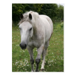Gray Horse  Postcard