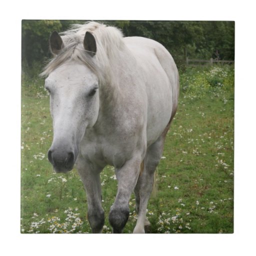 Gray Horse  Tile
