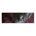 Gray Kitten Bookmark profilecard