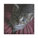 Gray Kitten Refrigerator Magnet by joanspouse Gray Kitten Refrigerator Magnet