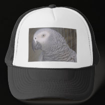 Gray parrot Hat hats