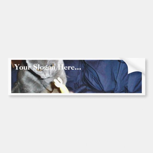 Gray Playing Cat At Home Bumper Stickers
