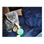 Gray Playing Cat At Home Postcard