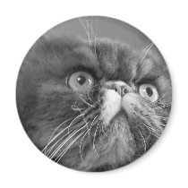 gray scale persian magnet by KatAnnette gray scale persian magnet