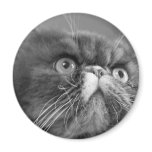 gray scale persian magnet