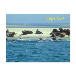 Gray Seals Monomoy, Cape Cod postcard