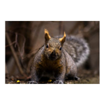 Gray Squirrel - print