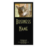 Gray Tabby Close Up Photograph rack cards