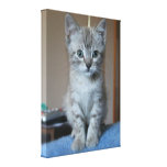 Gray Tabby Kitten Canvas Prints