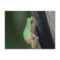 Gray Tree Frog postcards by Buckobeck Gray Tree Frog postcards