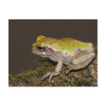Gray Tree Frog Postcard.