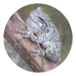 Gray Tree Frog Sticker