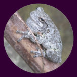 Gray Tree Frog Sticker