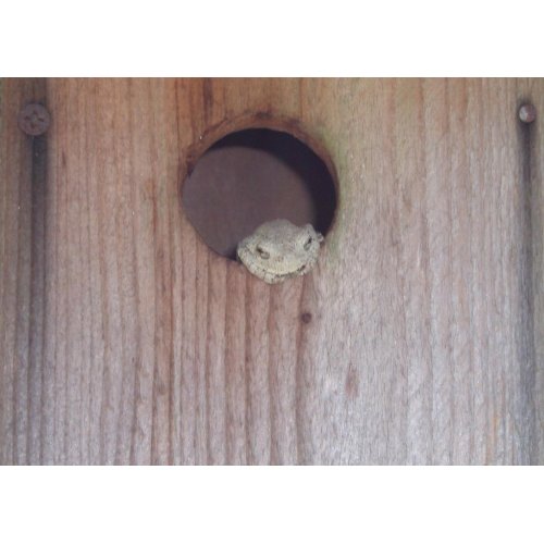 Gray Treefrog in a Box card