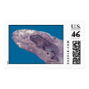 Gray Whale Mom and Baby Custom Postage postage