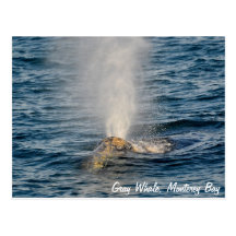 Gray Whale Post Card