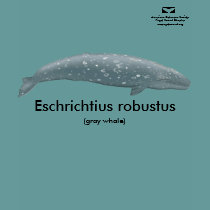 Gray Whale Tank Top t-shirts by acspugetsound Gray Whale Tank Top t-shirts