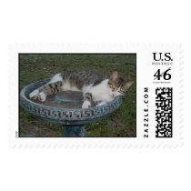 Gray & White cat 2 postage