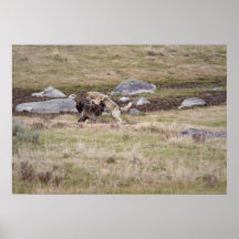 Gray Wloves Playing Print