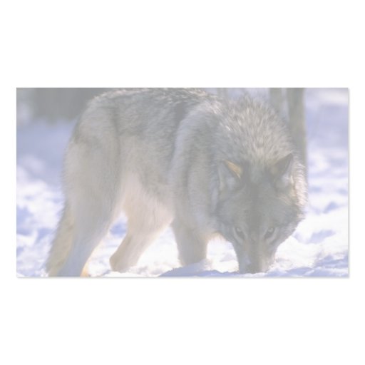 Gray Wolf at edge of snowy forest, eye contact Business Card Templates (back side)