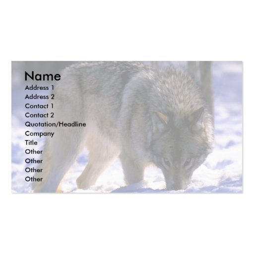 Gray Wolf at edge of snowy forest, eye contact Business Card Templates