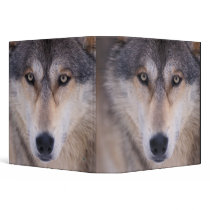 gray wolf, Canis lupus, close up of eyes in Binders