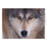 gray wolf, Canis lupus, close up of eyes in Card
