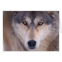 gray wolf, Canis lupus, close up of eyes in Card