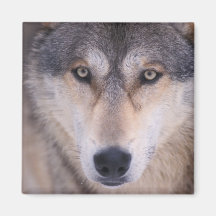 gray wolf, Canis lupus, close up of eyes in Fridge Magnet